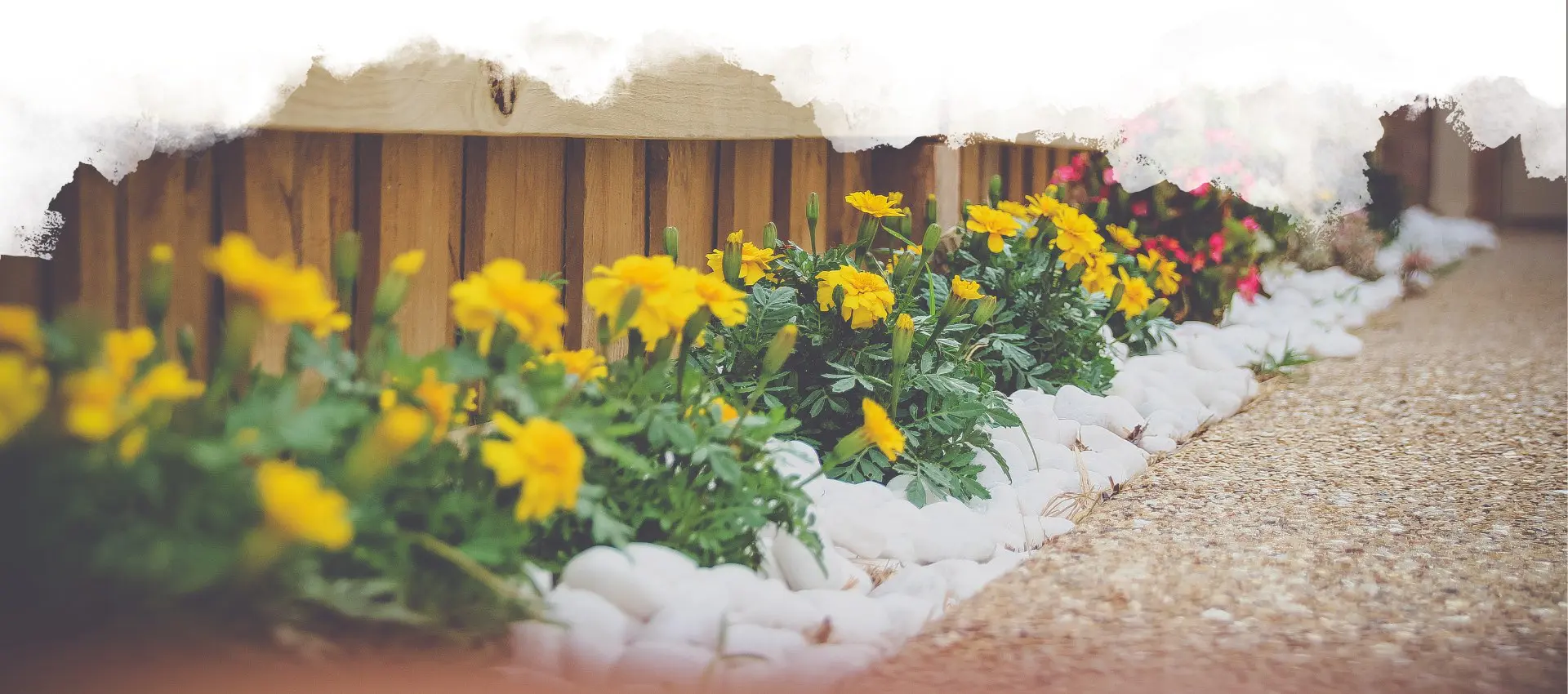 Yellow anthemis in the garden