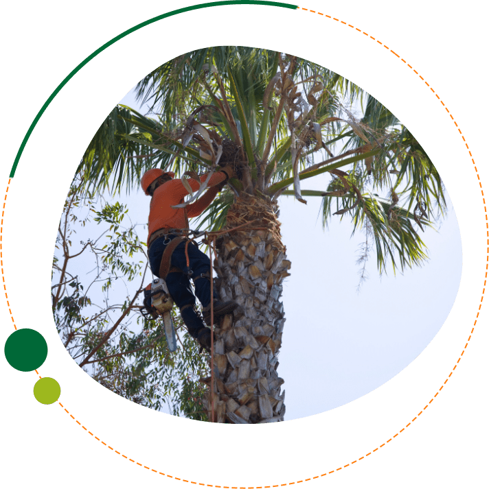 FL Landscap Co-Tree Trimming Tree trimming central florida
