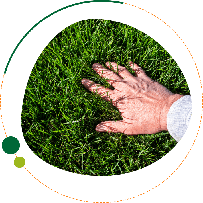 FL Landscape Co-Professional lawn care Professional lawn care