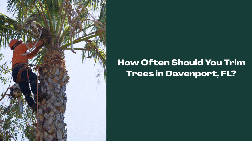 Certified arborist trimming a palm tree in Davenport, FL — representing professional tree trimming services in Central Florida.