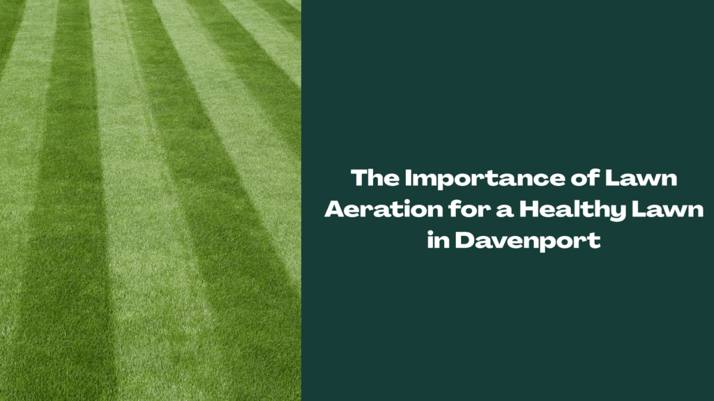 Image of a healthy lawn in Davenport, indicating Florida Landscape Co.'s professional lawn services.