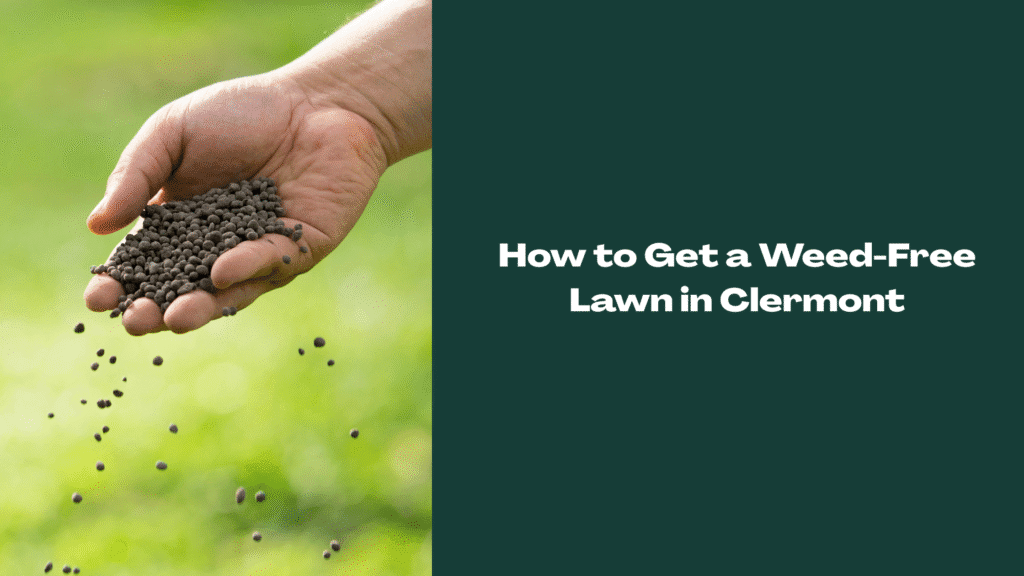A close-up of a person’s hand spreading granular lawn treatment with a green blurred lawn in the background. Text reads “How to Get a Weed-Free Lawn in Clermont” on a dark green panel.