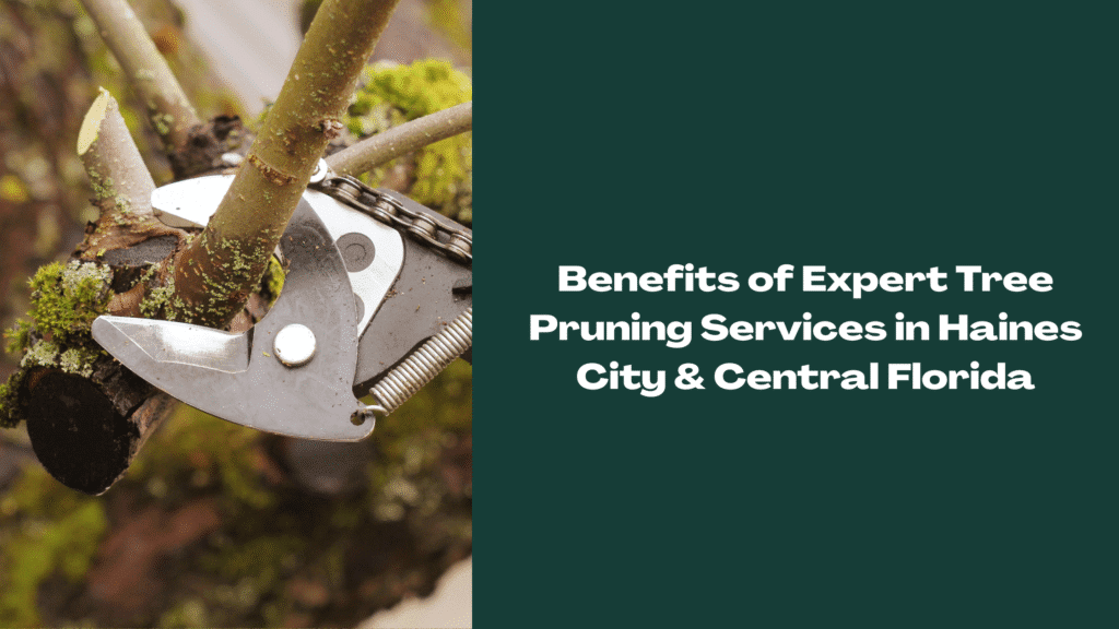 Close-up of pruning shears cutting a mossy tree branch—illustrating expert tree pruning services in Haines City and Central Florida for healthier, safer trees.