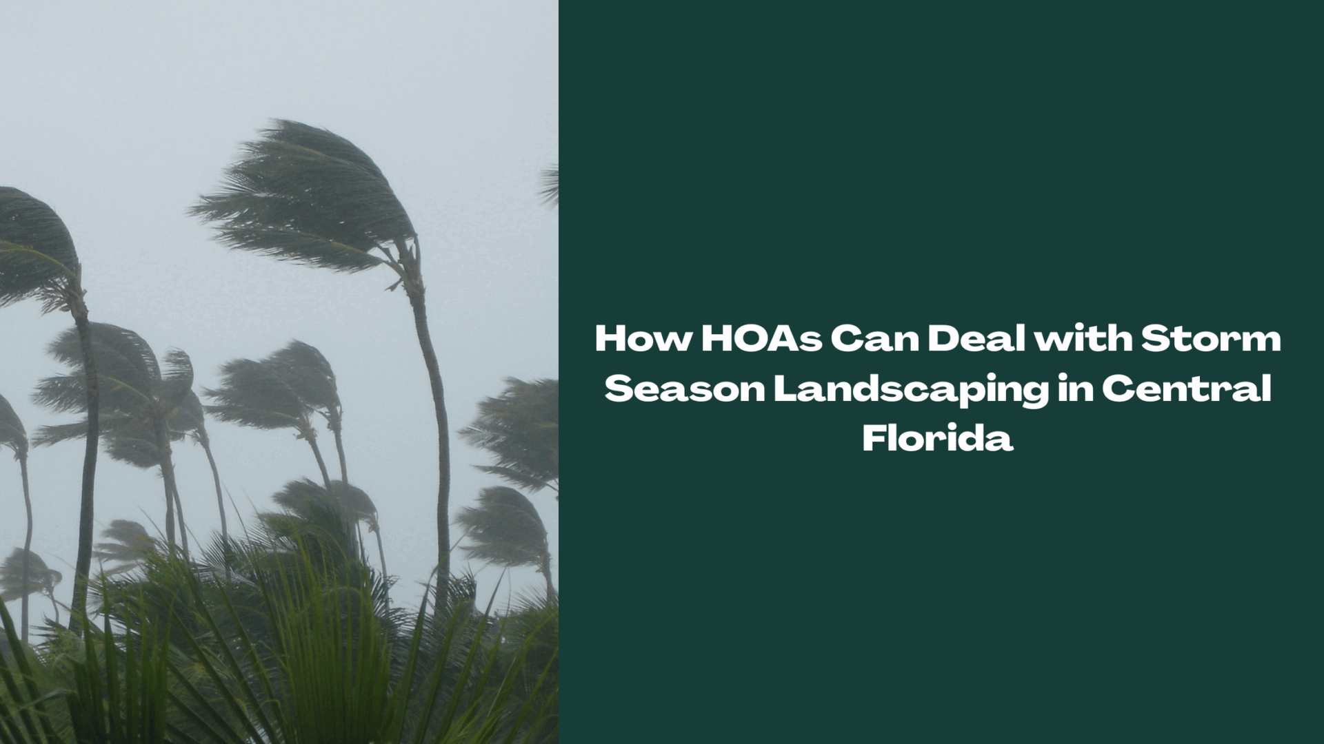 Palm trees bending in strong winds during storm season in Central Florida, symbolizing HOA landscaping storm preparation and cleanup needs.