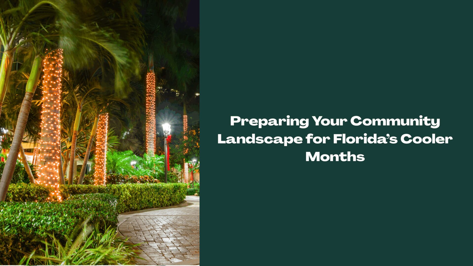 Palm trees and landscape lighting decorated for the holidays in a Florida community, representing seasonal landscaping maintenance for HOA properties.