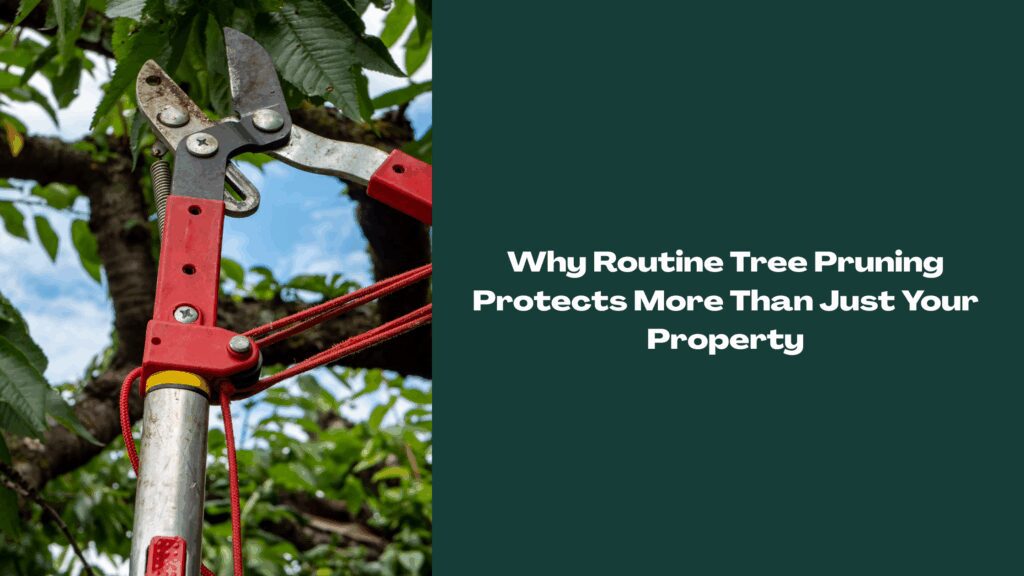 Close-up of pruning shears trimming tree branches during routine tree pruning in Florida.
