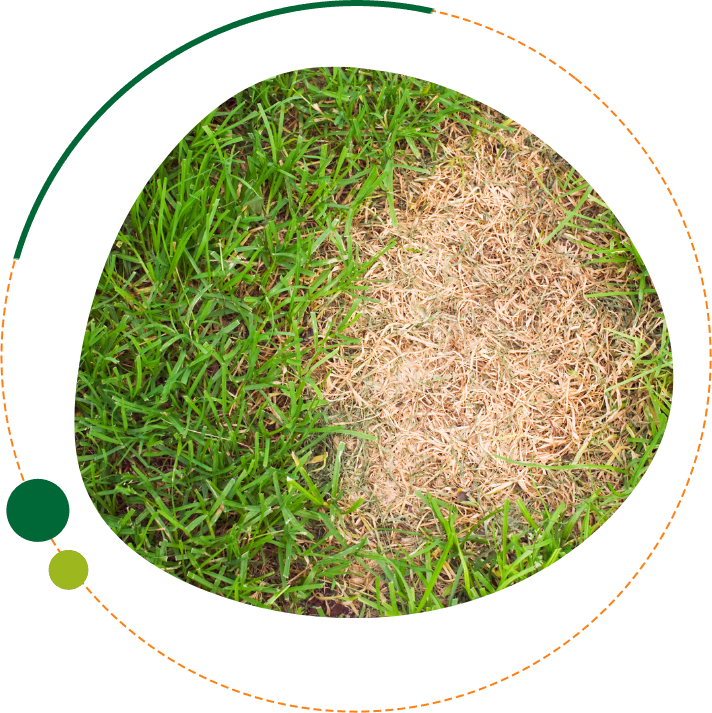 Uneven lawn in Davenport, Florida showing dry brown patch caused by irrigation system issues.