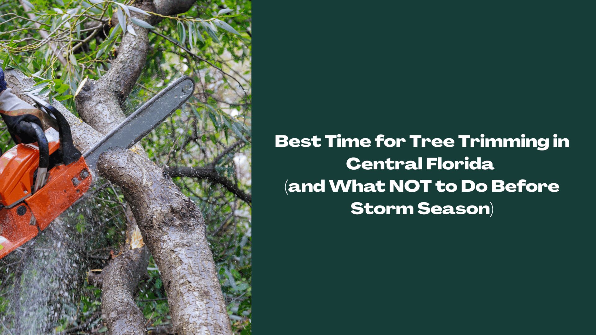 Best time for tree trimming in Central Florida shown with a worker using a chainsaw to cut a large tree branch, with text overlay about what not to do before storm season.