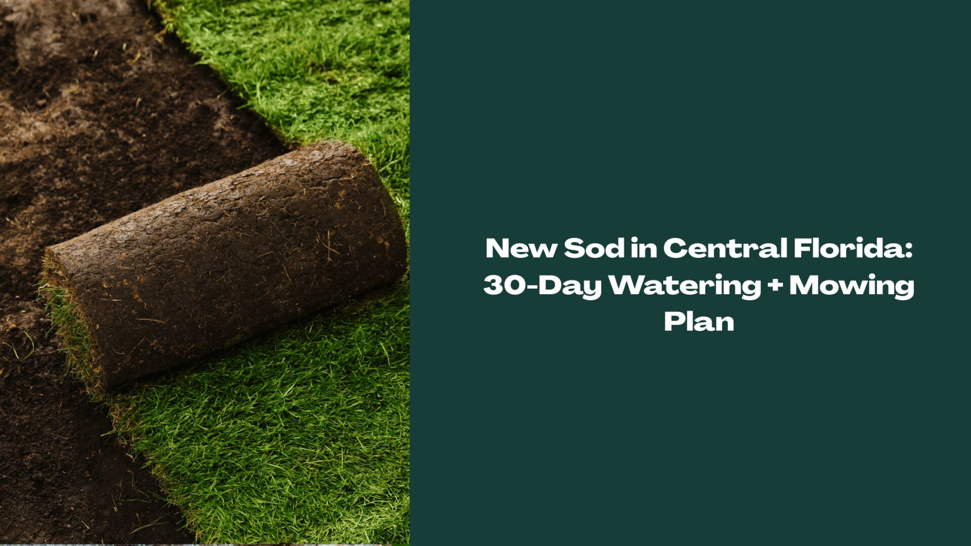 New sod in Central Florida shown as a rolled sod strip being installed on soil, with text overlay for a 30-day watering and mowing plan.
