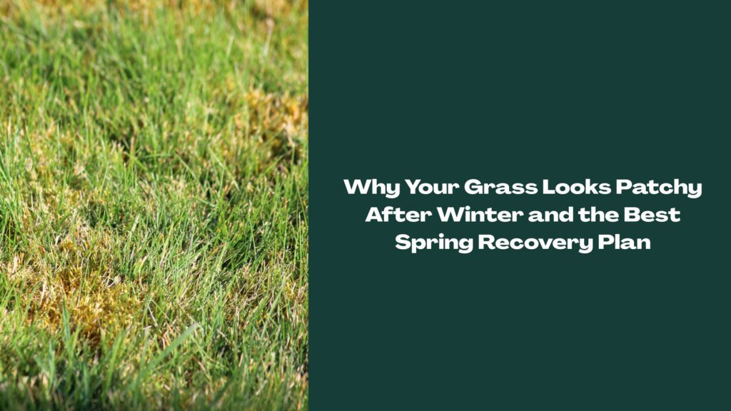 Patchy Florida lawn grass after winter in Central Florida, showing spring recovery areas for thicker turf in Davenport FL