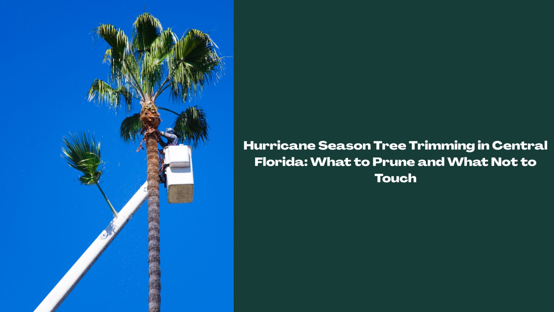 Florida Landscape Co. Arborist pruning a palm tree from a bucket truck for hurricane season tree trimming in Central Florida